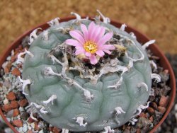 Lophophora fricii pot 10 cm