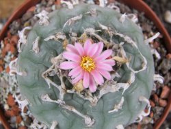 Lophophora fricii pot 10 cm - 12394356