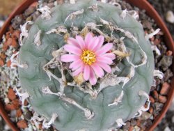 Lophophora fricii pot 10 cm - 12394357