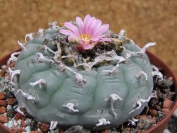 Lophophora fricii pot 10 cm - 12394358