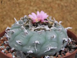 Lophophora fricii pot 10 cm - 12394359