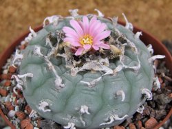 Lophophora fricii pot 10 cm - 12394360