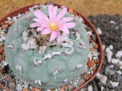 Lophophora fricii pot 10 cm