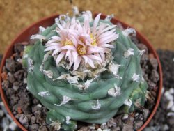 Lophophora viridescens pot 11 cm