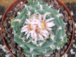 Lophophora viridescens pot 11 cm - 12394372