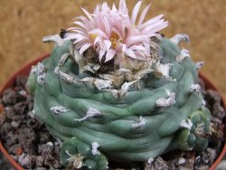 Lophophora viridescens pot 11 cm - 12394373