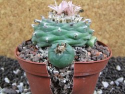 Lophophora viridescens pot 11 cm - 12394375