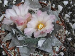 Ariocarpus retusus SB 68 pot 9 cm cites IA - 12394413