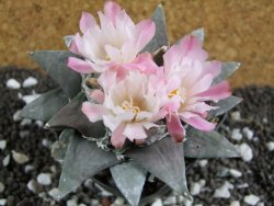 Ariocarpus retusus 10 cm cites IA