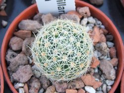 Mammillaria napina pot 5,5 cm