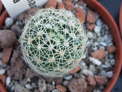 Mammillaria napina pot 5,5 cm - 12394496