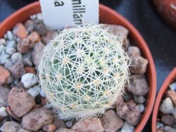 Mammillaria napina pot 5,5 cm - 12394497