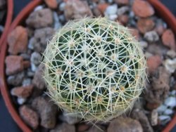 Mammillaria napina pot 5,5 cm - 12394498