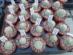 Mammillaria napina pot 5,5 cm - 12394499