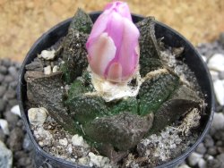 Ariocarpus fissuratus, pot 5,5 cm - 12394531