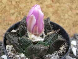 Ariocarpus fissuratus, pot 5,5 cm - 12394532