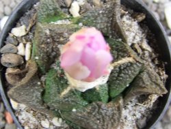 Ariocarpus fissuratus, pot 5,5 cm - 12394533