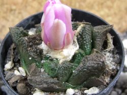 Ariocarpus fissuratus, pot 5,5 cm - 12394534