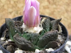 Ariocarpus fissuratus, pot 5,5 cm - 12394535