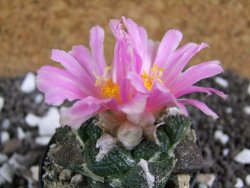 Ariocarpus fissuratus, pot 5,5 cm