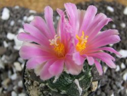 Ariocarpus fissuratus, pot 5,5 cm - 12394555