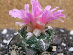 Ariocarpus fissuratus, pot 5,5 cm - 12394556