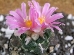 Ariocarpus fissuratus, pot 5,5 cm - 12394557