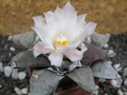 Ariocarpus furfuraceus 8 cm