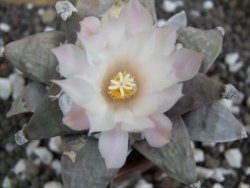 Ariocarpus furfuraceus 8 cm - 12394564