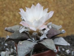 Ariocarpus furfuraceus 8 cm - 12394565