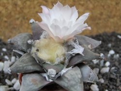 Ariocarpus furfuraceus 8 cm - 12394566