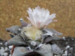 Ariocarpus furfuraceus 8 cm - 12394567