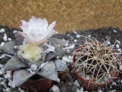 Ariocarpus furfuraceus 8 cm - 12394568