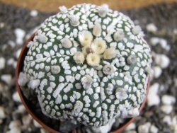 Astrophytum Super Kabuto pot 6,5 cm - 12394571