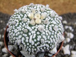 Astrophytum Super Kabuto pot 6,5 cm - 12394572