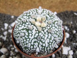 Astrophytum Super Kabuto pot 6,5 cm - 12394574