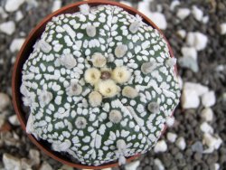 Astrophytum Super Kabuto pot 6,5 cm - 12394575