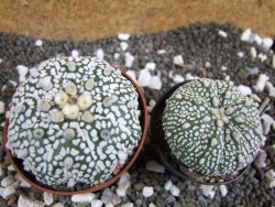 Astrophytum Super Kabuto pot 6,5 cm - 12394576