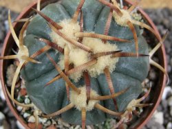 Echinocactus horizonthalonius Jacales, pot 6,5 cm