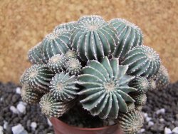 Geohintonia mexicana, pot 7 cm Roubovaná - 12394638