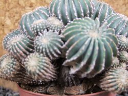 Geohintonia mexicana, pot 7 cm Roubovaná - 12394639