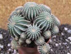 Geohintonia mexicana, pot 7 cm Roubovaná - 12394640