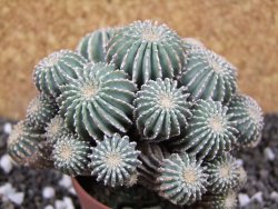 Geohintonia mexicana, pot 7 cm Roubovaná - 12394641