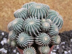 Geohintonia mexicana, pot 7 cm Roubovaná - 12394642