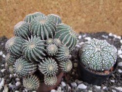 Geohintonia mexicana, pot 7 cm Roubovaná - 12394643