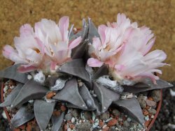 Ariocarpus retusus XXL, pot 12 cm cites IA