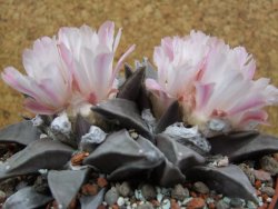 Ariocarpus retusus XXL, pot 12 cm cites IA - 12394657
