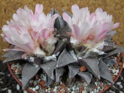 Ariocarpus retusus XXL, pot 12 cm cites IA - 12394659