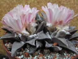 Ariocarpus retusus XXL, pot 12 cm cites IA - 12394660