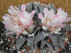 Ariocarpus retusus XXL, pot 12 cm cites IA - 12394661